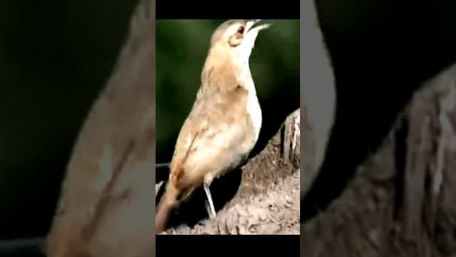 Звуки природы лес, ночь, птицы, насекомые