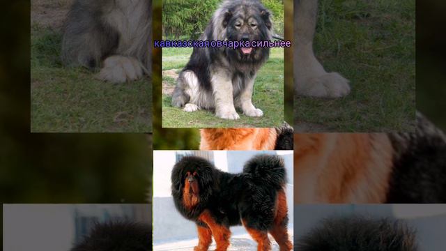 тибетский мастиф против кавказской овчарки кто победит? 💖✨🦮🐶🐕🦺 смотреть онлайн
