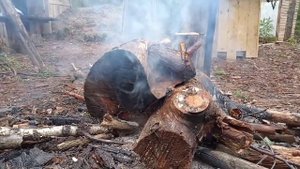 Строю лесную ИЗБУ! Первый речной трофей есть. DIY. Один в лесу. Сруб из валежника.