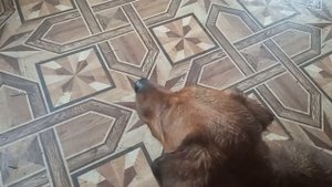 ТАКСА. НАШЛИ СОБАКУ. ПЛЮСЫ И МИНУСЫ.