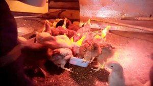 Цыплятам исполнилось 3 месяца/первый день весны.