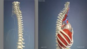 Диафрагма мышца человека | 3D Анатомия человека | Внутренние органы