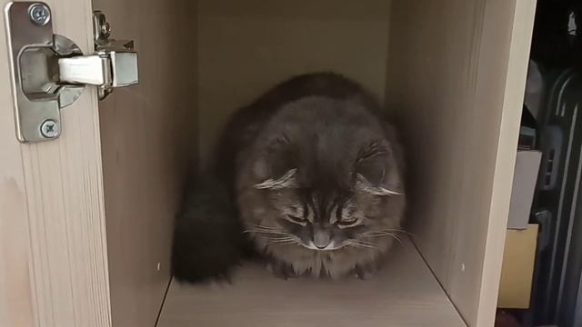 Любит Эрик в шкафу на полочке полежать... Ну и Ватсону найдется занятие... смотреть онлайн