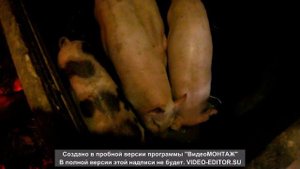 Хрюшки поросюшки