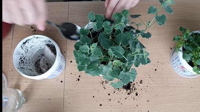 Кампанулы. Перевалка для улучшения роста