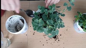Кампанулы. Перевалка для улучшения роста