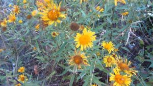 Девясил- даёт девять сил.