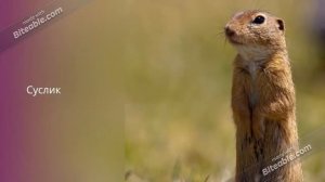 Степная зона