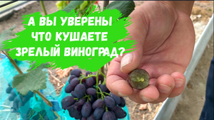 Виноград окрасился или созрел?