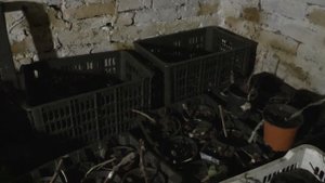 Как сохранить саженцы ежевики в погребе  Посадка саженцев ежевики.