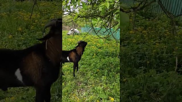 Как обезрожить взрослого козла Козёл Сельская Жизнь