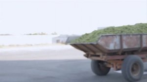 Сбор урожая Шардоне. 12 сентября 2011-го.