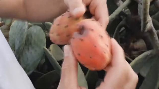 Плоды кактуса, как их есть