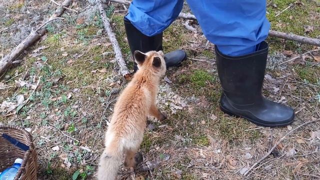 ВОТ ЭТО СХОДИЛИ ЗА ГРИБАМИ! Поехали в лес за грибами лисичками, а нашли маленького лисёнка. Fox