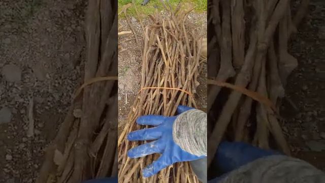 استاندارد های انتخاب یک قلمه خوب смотреть онлайн