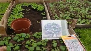 БАКОПА выращивание из семян. ВАЖНАЯ ПРИЩИПКА. бакопа из семян. бакопа ампельная. видео.mp4