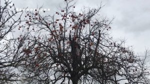 ?Дерево хурма польза и вред,  как растет? как собирать? как готовить? hurma, почему хурма вяжет?