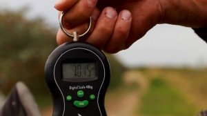 Еле подняли этого монстра. Рыбалка на толстолобика. Как связать снасть на толстолобика