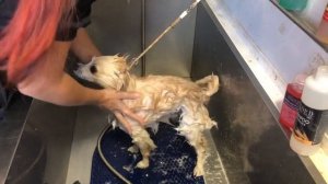 Обзор косметики Milord , мытье шпица