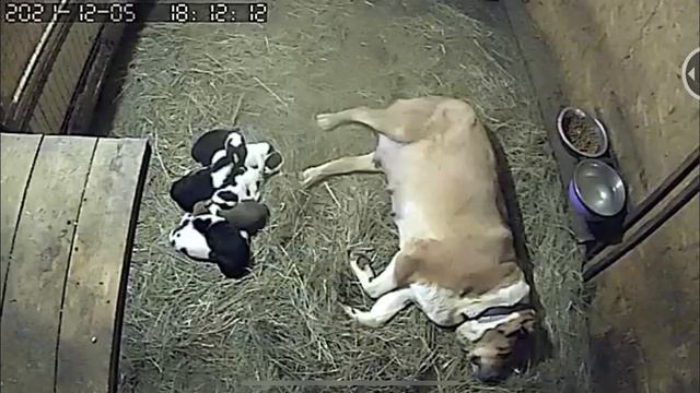 Огонёк с детками Батыя,внуками Черного Барона.БУЛЬДОЗЕР,ТОПАЗ линии.САО/алабай.FCI/РКФ.+79157787787 смотреть онлайн