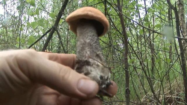 Подосиновики не дают выйти из леса. смотреть онлайн