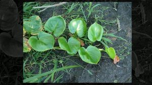 Белокрыльник болотный (Calla palustris)