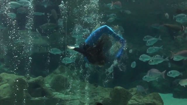 Cretaquarium mermaid