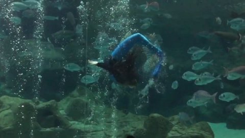 Cretaquarium mermaid