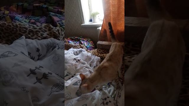 Снежный бенгал. Самочка смотреть онлайн