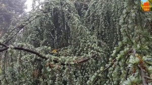 Weeping Atlas Cedar - Cedrus atlantica ‘Glauca Pendula’ - HD Video 01