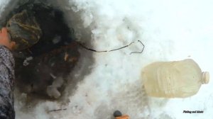 Как установить перемет зимой. Новое место. Нашел ерша! Ловля живца.