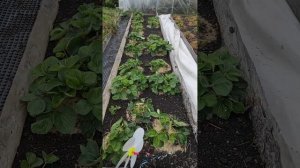 Привет из Западной Сибири и обзор осенней посадки крупноплодной земляники.