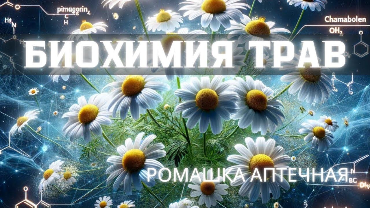 Биохимия РОМАШКИ - какие вещества в ней содержатся и как они помогают организму? #травыкавказа