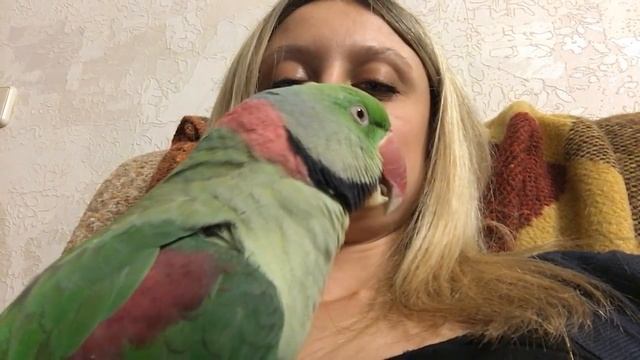 Александрийский попугай Тоша