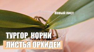 Как нарастить корни и листья у орхидеи. Восстанавливаем тургор, реанимация, пошаговое видео.