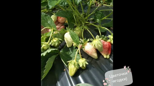 Сорт Брилла. Первый год выращивания.?? ? #клубникабомба #клубника