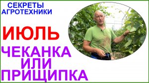 Середина июля. Чеканка или прищипка, что выбрать?