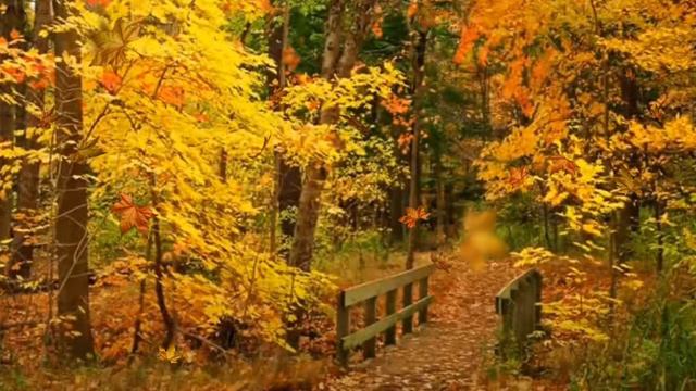 Autumn Leaves Song смотреть онлайн