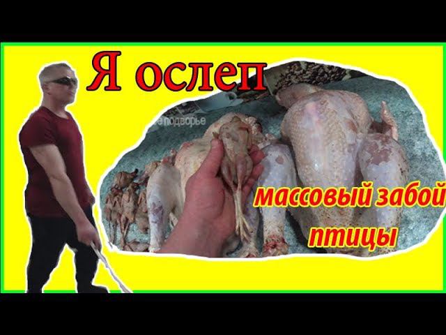 Я ослеп Массовый забой птицы Деревенская жизнь