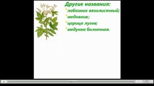 Таволга Полезные свойства
