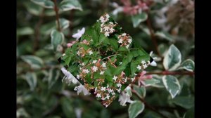АБЕЛИЯ /ABELIA( растения/plants)( HD slide show)!