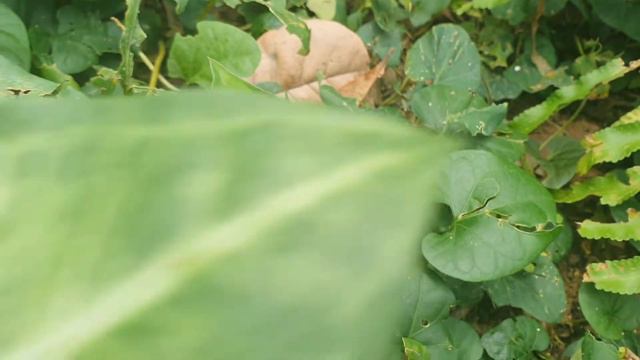 SINGÔNIOS NO MEU JARDIM | MARISA RAMALHO смотреть онлайн