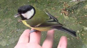 Ручная синица 2