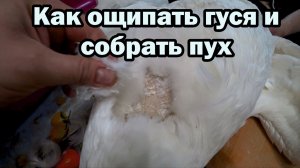 Ощипывание гусей на пух для подушки