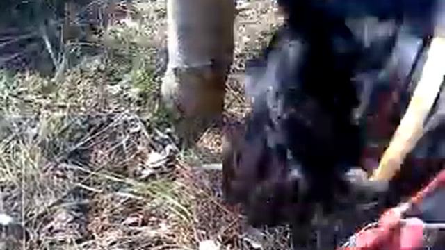 Охота на ёжика. Арчи..MP4 смотреть онлайн