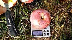 Сорт яблони Флорина