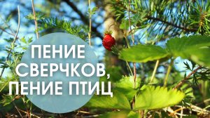 Звуки природы. Сверчки и пение лесных птиц для глубокого сна