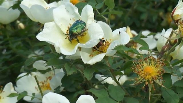 Жучки (Bugs) смотреть онлайн