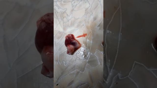 Сердце зеркального карпа бьётся!!! Круто!!! смотреть онлайн