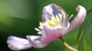 Pink clematis tight-framed